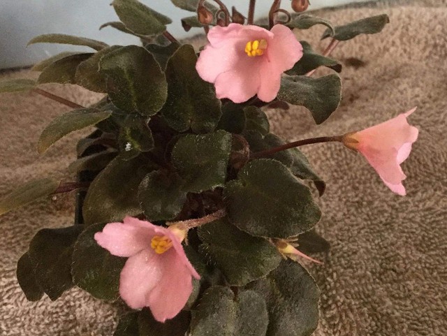 African Violet - Hot Pink Bells African Violet - Hot Pink Bells
